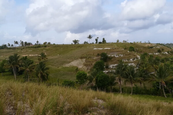 Favoriser le développement durable d’Haïti grâce au vétiver !