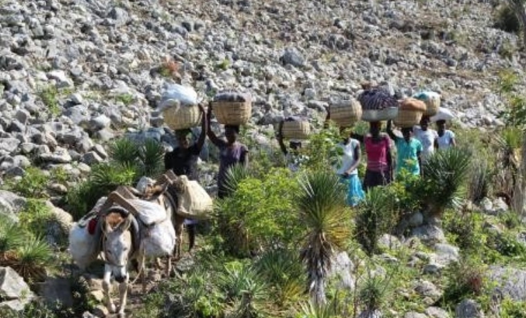 Haiti: de nouvelles cultures pour une meilleure alimentation