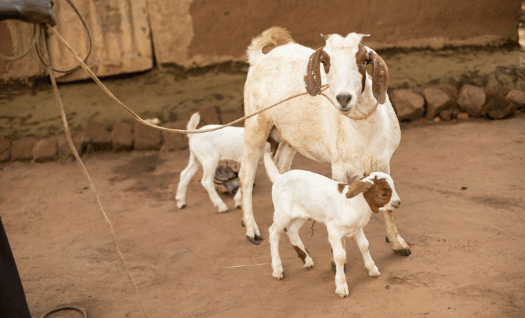 zoom sur nos projets au senegal