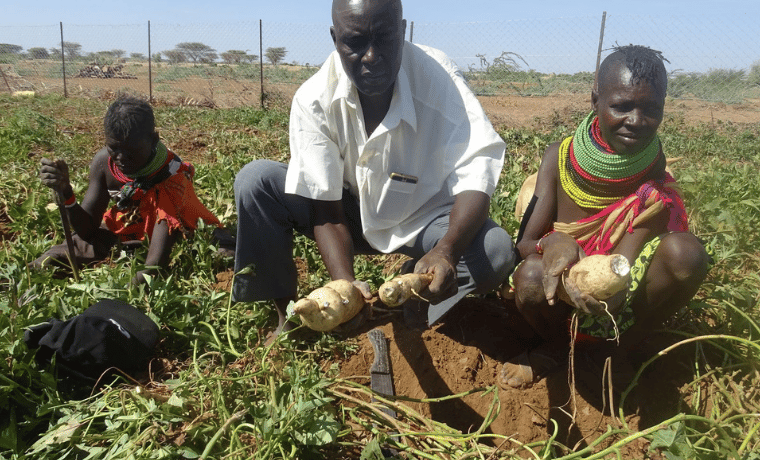 Un risque de pénurie alimentaire en Afrique avec l’invasion de criquets