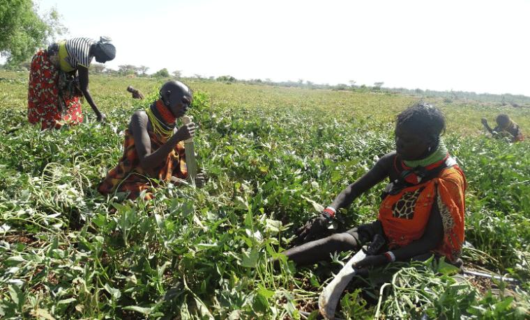 Kenya : améliorer la sécurité alimentaire et nutritionnelle via la culture de la patate douce dans les comtés de Turkana et de Samburu