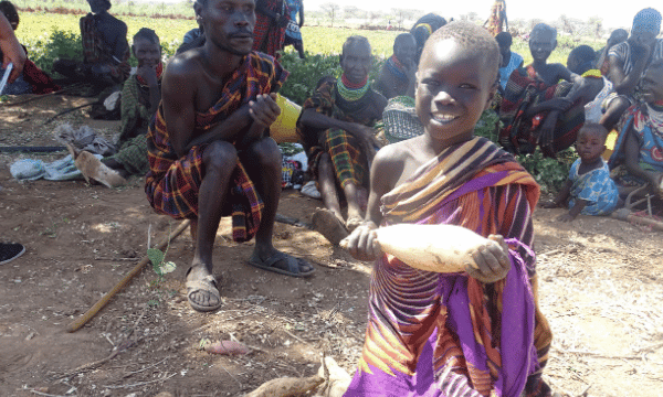 Kenya : améliorer la sécurité alimentaire et nutritionnelle via la culture de la patate douce dans les comtés de Turkana et de Samburu