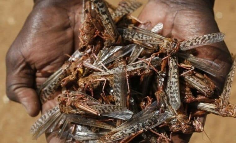Qu’est-ce que la sécurité alimentaire ?