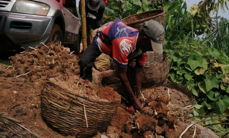 distribution des semences agricole