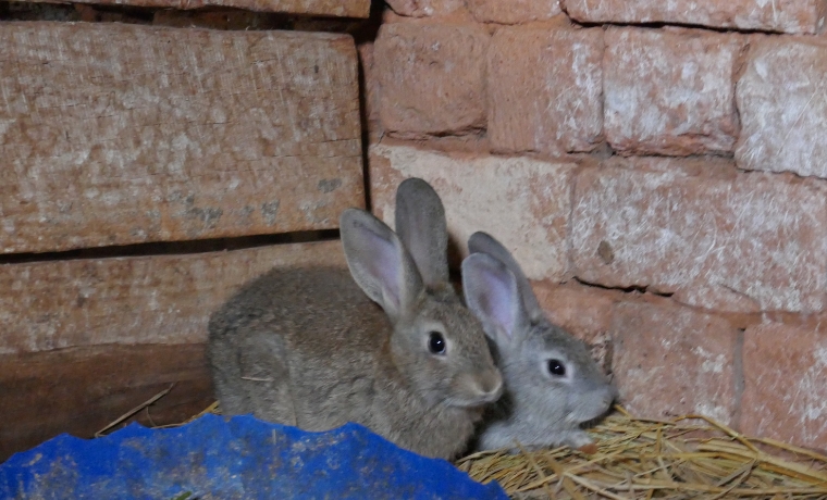 couple lapins haiti